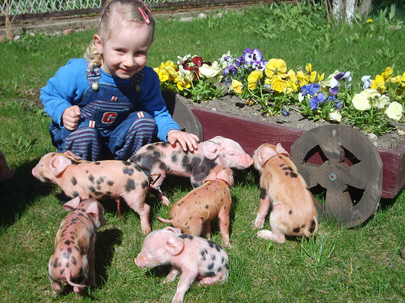 Kolorowe-świnki-narodziny-proszczaków-Rozalki-3-Rozalka-Kasperkowiak