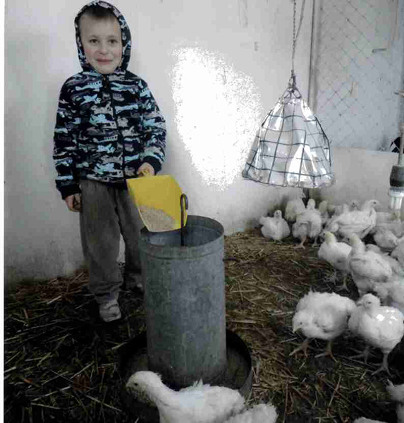 Kuba-karmi-kurczaki-3-Jakub-Sokłak