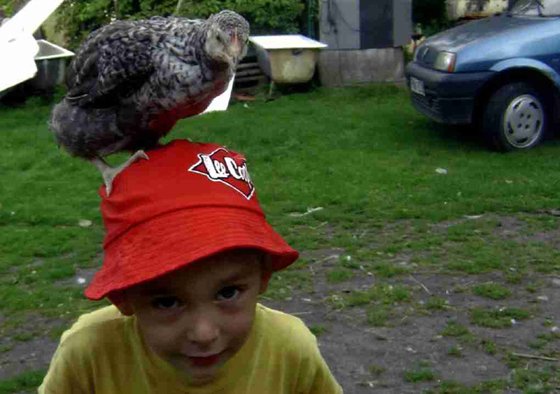 Kurka-Józia-znalazła-swoją-grzędę-1-Mikołaj-Kędziora