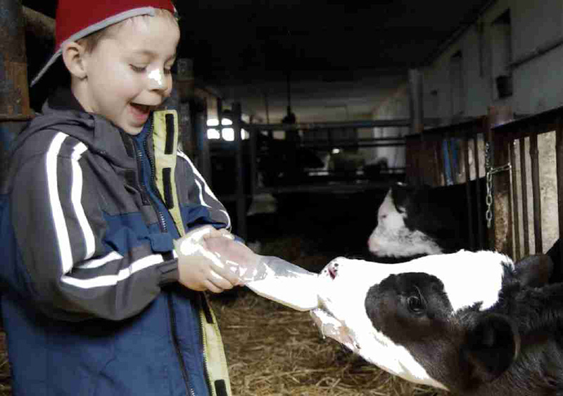 Krowie-śniadanie-2-Oskar-Jankowski1